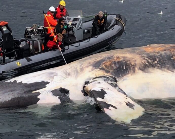 North Atlantic right whale
