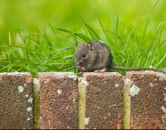 pest control