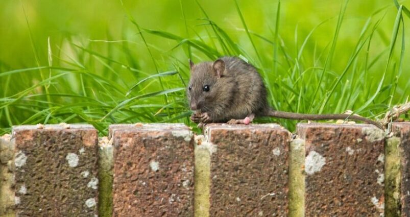 pest control
