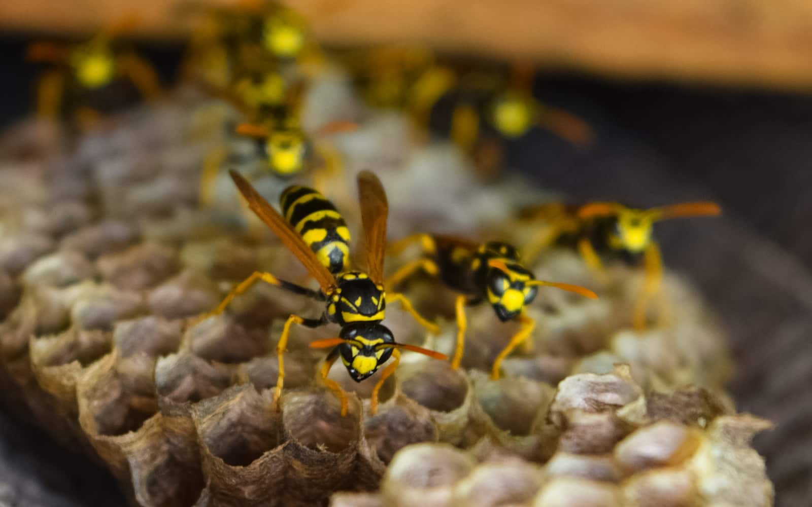 Wasp Control Hamilton Ontario